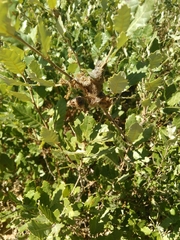 Andricus quercusramuli