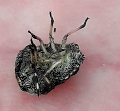 Rhaphigaster nebulosa