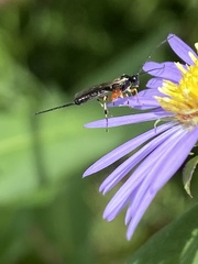 Itoplectis