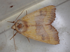 Atethmia centrago