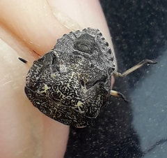 Rhaphigaster nebulosa