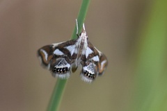 Chrysendeton imitabilis