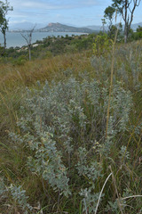 Cajanus confertiflorus