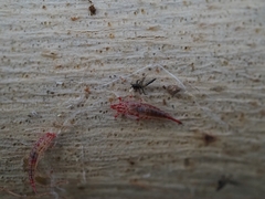 Idolothrips spectrum