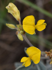 Cajanus confertiflorus