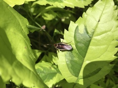 Pseudomops interceptus