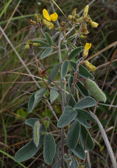 Cajanus confertiflorus