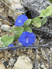 Jacquemontia pentanthos