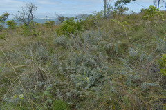 Cajanus confertiflorus