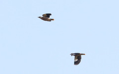 Acridotheres leucocephalus