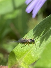 Itoplectis