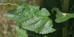 Verbascum