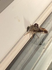 Telamona decorata