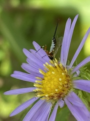 Itoplectis