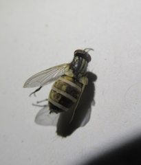 Entomophthora