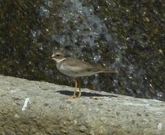Charadrius placidus