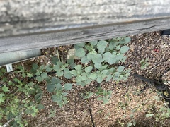 Phlomoides umbrosa