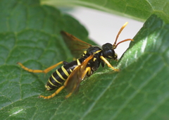 Tenthredo scrophulariae