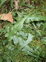 Asplenium rhizophyllum