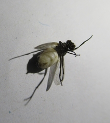 Entomophthora