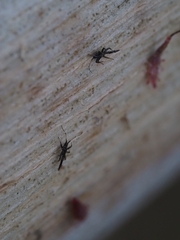 Idolothrips spectrum