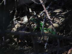 Lacerta bilineata