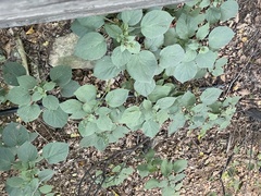 Phlomoides umbrosa