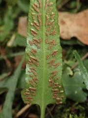 Asplenium rhizophyllum