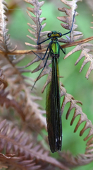 Calopteryx