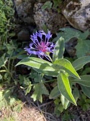 Centaurea montana