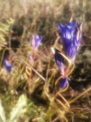 Gentiana pneumonanthe