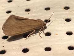 Virbia opella