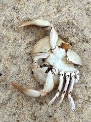 Polybius henslowii
