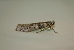 Dioryctria simplicella