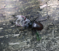 Lucanus cervus
