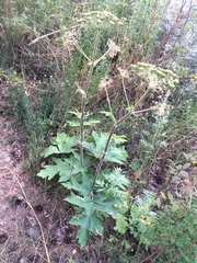 Heracleum dissectum