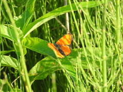 Lycaena dispar