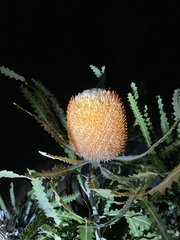 Banksia prionotes