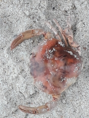 Polybius henslowii