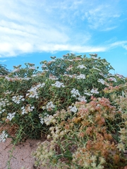 Echinophora spinosa