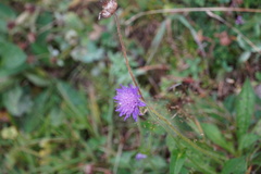 Knautia
