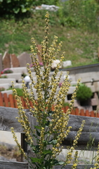 Verbascum