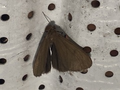 Virbia opella