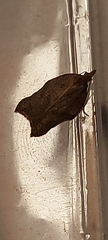 Acleris emargana
