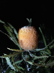 Banksia prionotes