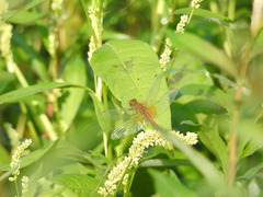 Sympetrum flaveolum
