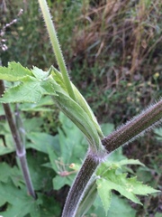Heracleum dissectum
