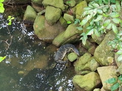 Varanus salvator macromaculatus