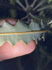 Banksia prionotes