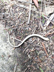 Anguis fragilis